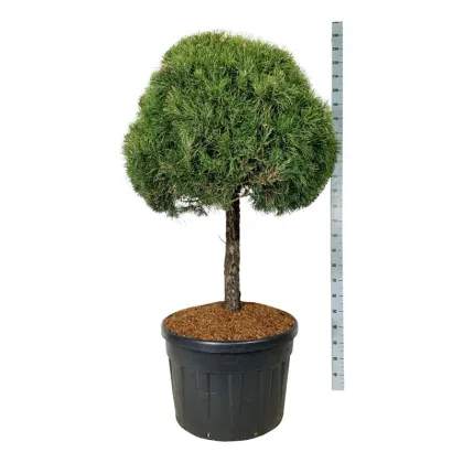 Сосна обыкновенная