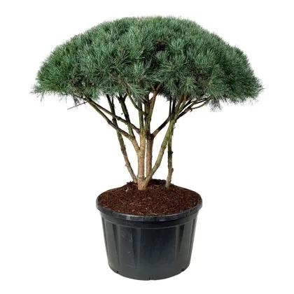 Сосна обыкновенная Ватеррери