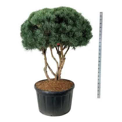 Сосна обыкновенная Ватеррери