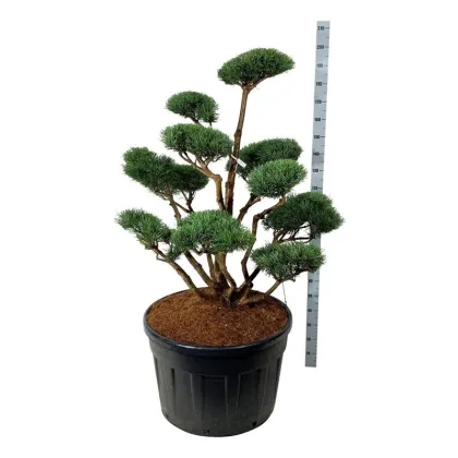 Сосна обыкновенная Ватеррери