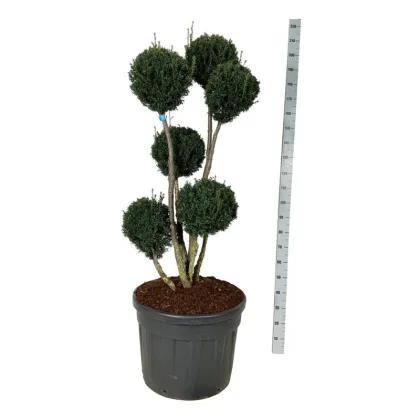 Тис средний Брауни