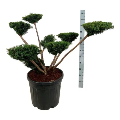 Тис средний Фармен