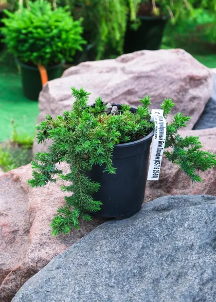 Можжевельник прибрежный Блю Пасифик