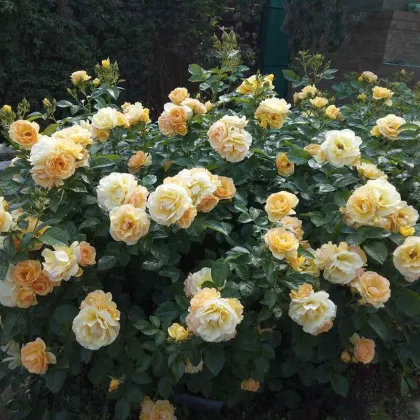 Роза флорибунда Хансештадт Росток