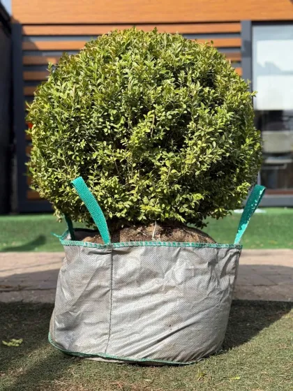 Самшит вечнозеленый