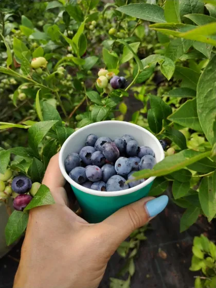 Голубика Атлантик