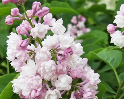 Сирень обык. Красавица Москвы