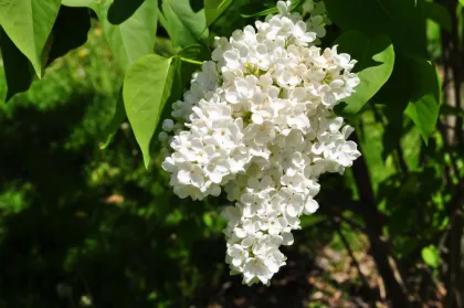 Сирень обык. Мадам Флорен Степман