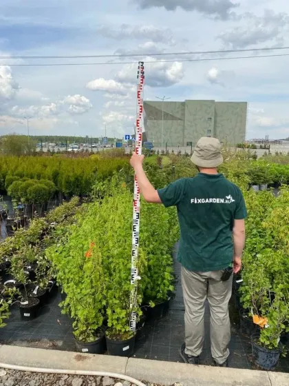 Смородина черная Орловская Серенада