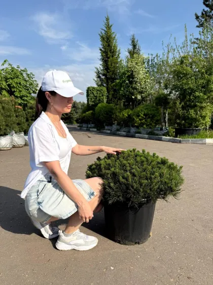 Сосна горная Пумилио