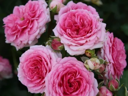 Роза почвопокровная Амика