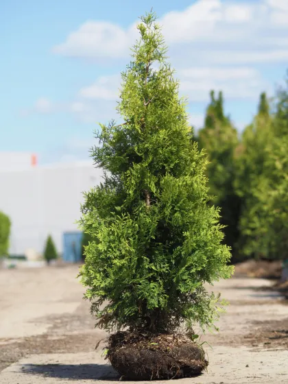 Туя западная Голд Брабант