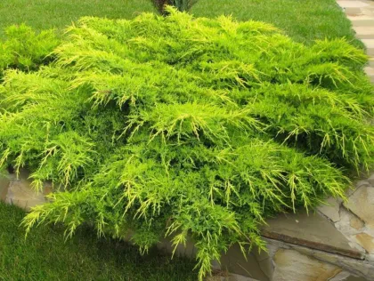 Можжевельник средний Вильгельм Пфитцериана