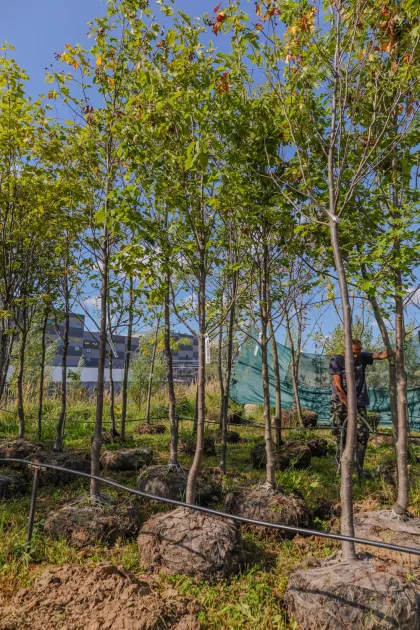 Рябина Берека
