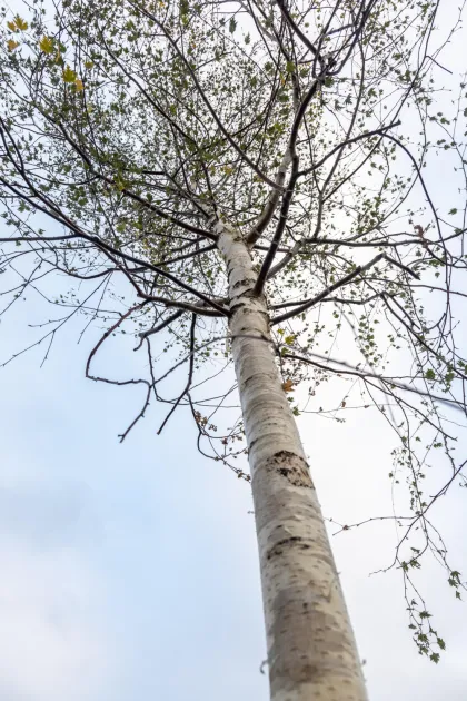 Береза повислая Криспа