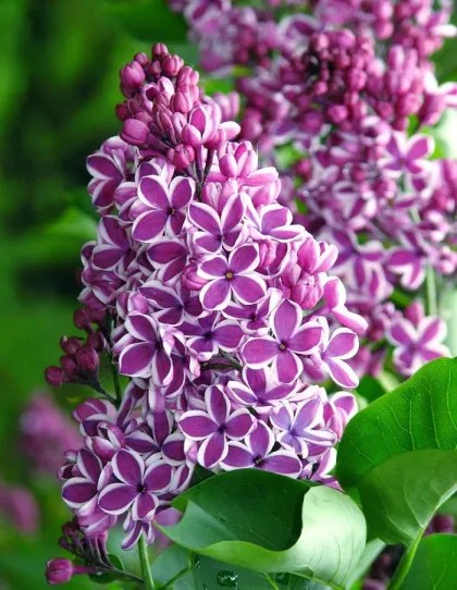 Сирень обык. Сенсация