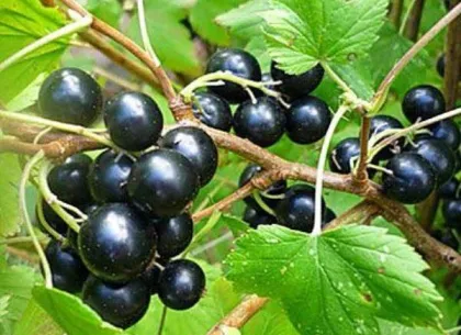 Смородина черная Ядреная