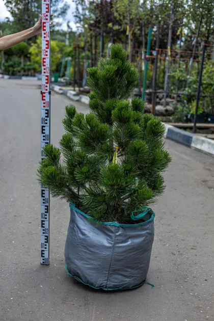 Сосна Гельдрейха Малинки