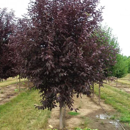 Черемуха виргинская Шуберта