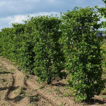 Боярышник сливолистный