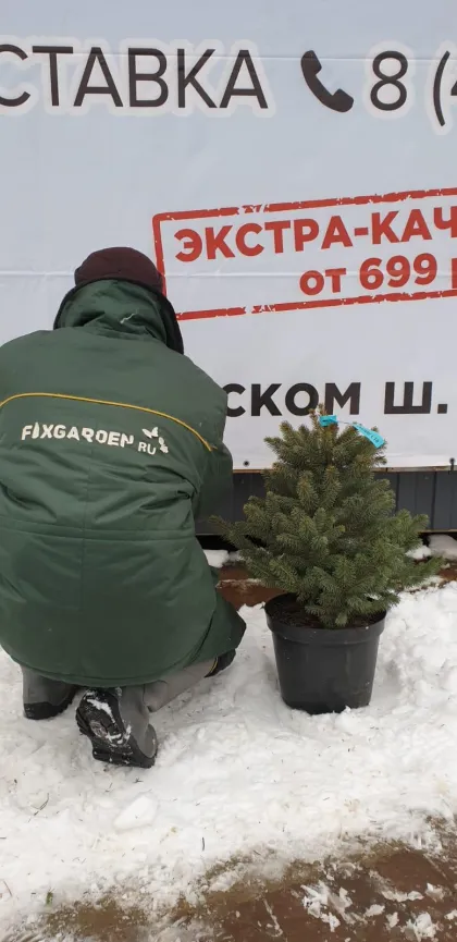 Ель колючая Супер Блю Сидлинг
