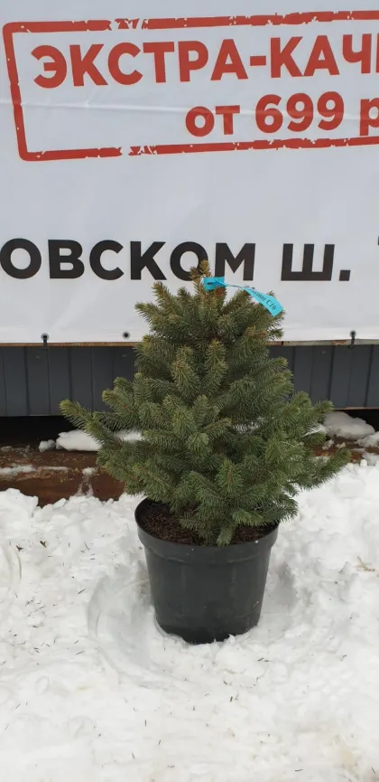 Ель колючая Супер Блю Сидлинг