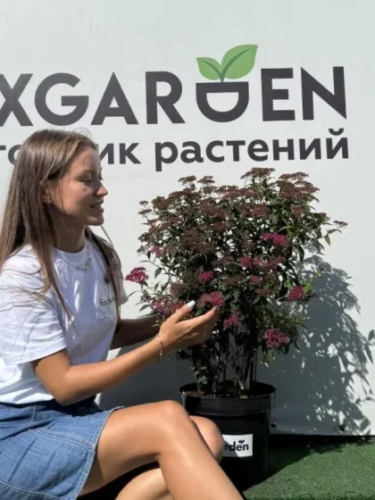 Спирея япон. Антони Ватерер