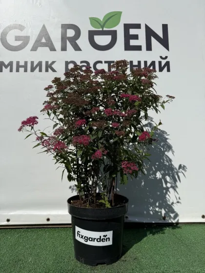 Спирея япон. Антони Ватерер