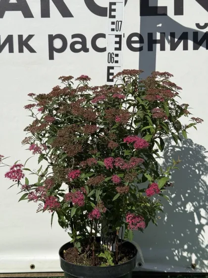 Спирея япон. Антони Ватерер