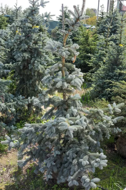 Ель колючая Хупси