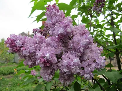 Сирень обык. Катерина Хавемейер