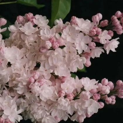 Сирень обык. Красавица Москвы