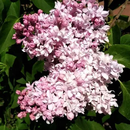 Сирень обык. Милосердие