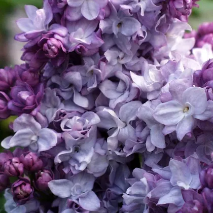 Сирень обык. Тарас Бульба