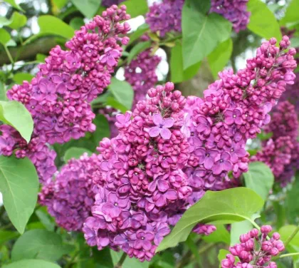 Сирень обык. Шарль Жоли