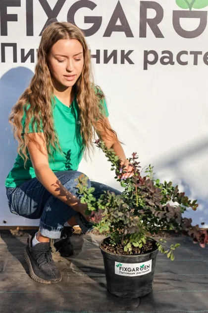 Барбарис Тунберга Голден Ринг