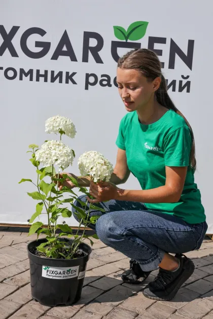 Гортензия древовидная Анабель