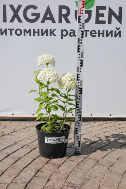 Гортензия древовидная Анабель