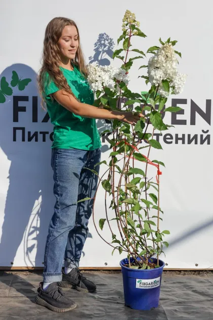Гортензия метельчатая Ванила Фрайз