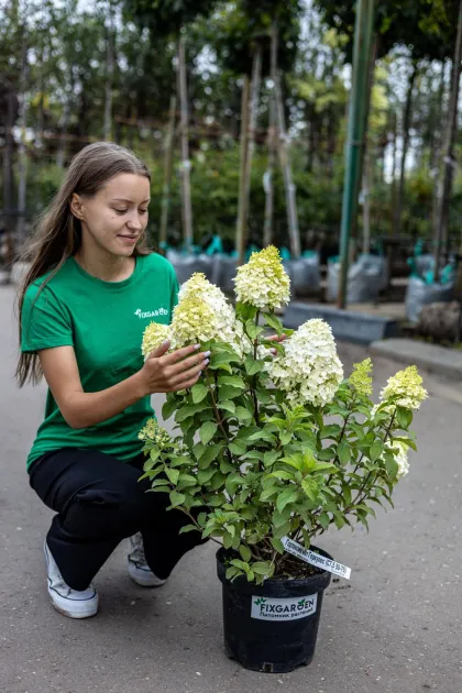 Гортензия метельчатая Геркулес