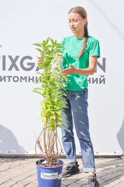 Гортензия метельчатая Куиши