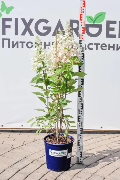Гортензия метельчатая Пинки Винки