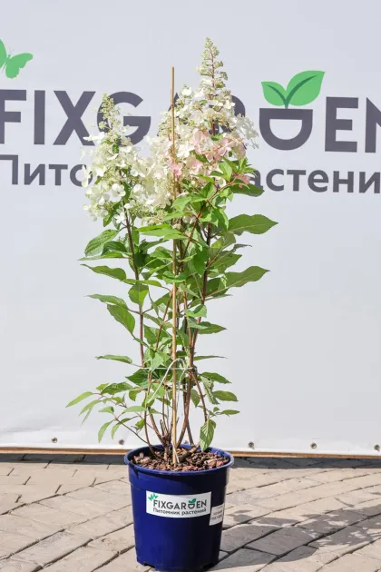 Гортензия метельчатая Пинки Винки