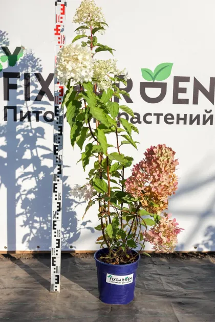 Гортензия метельчатая Фантом