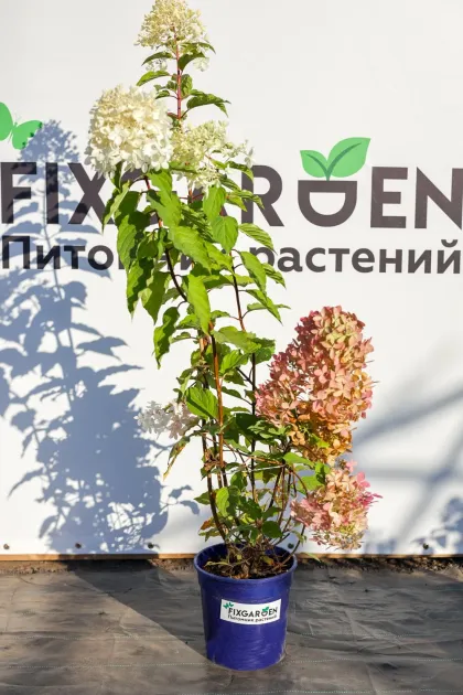 Гортензия метельчатая Фантом