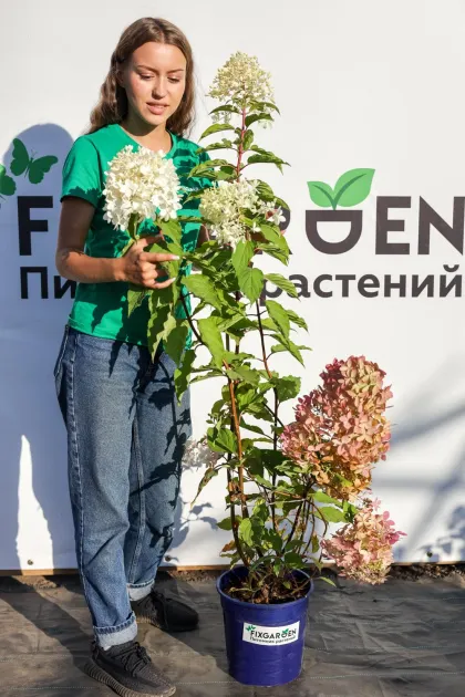 Гортензия метельчатая Фантом
