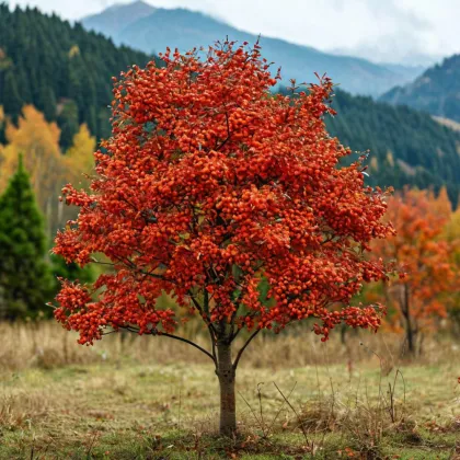 Рябина обыкновенная Аспленифолия