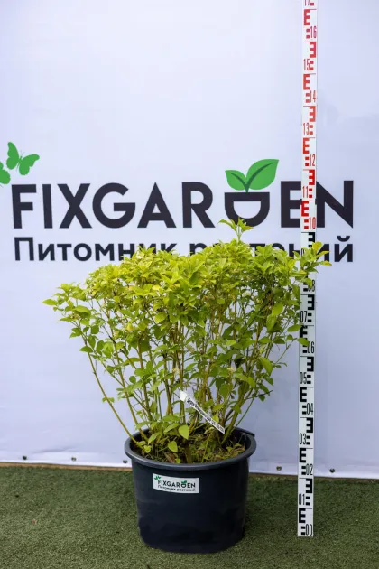 Дерен Флавирамеа