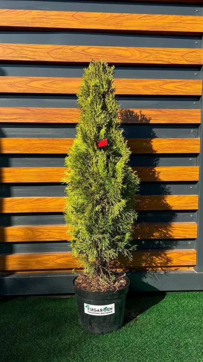 Туя западная Смарагд