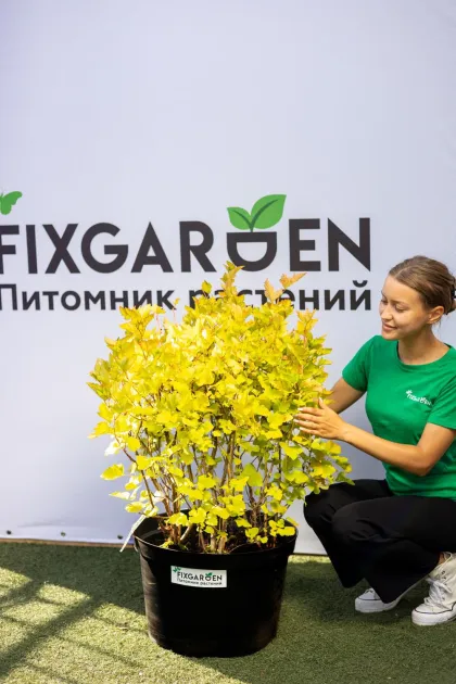 Пузыреплодник Лютеус